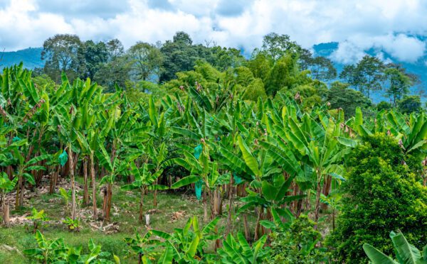 Ne pas assurer la conformité tout au long de vos activités : leçons à tirer de l’affaire des bananes Chiquita