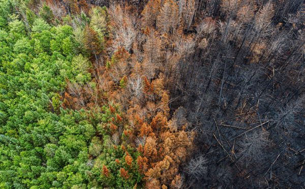 Le CCNID publie son cadre définitif d’informations volontaires à fournir en lien avec les changements climatiques