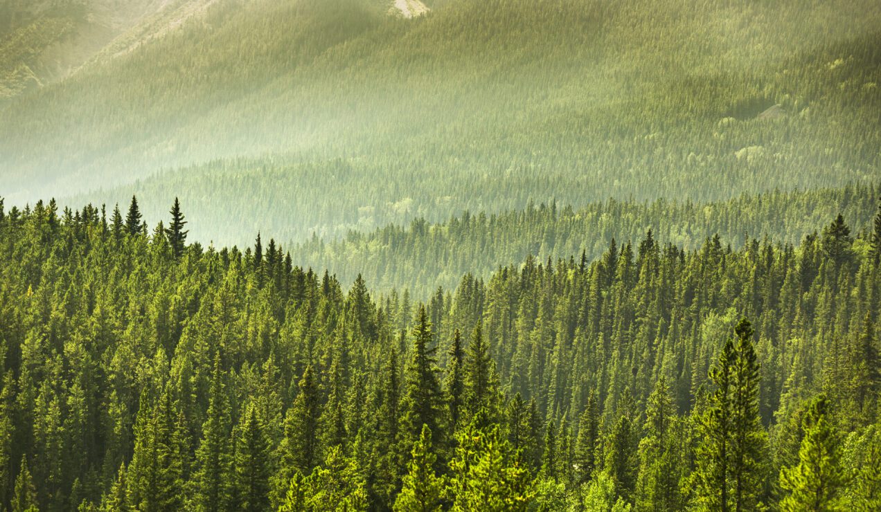 Blogue sur le droit autochtone Featured Image