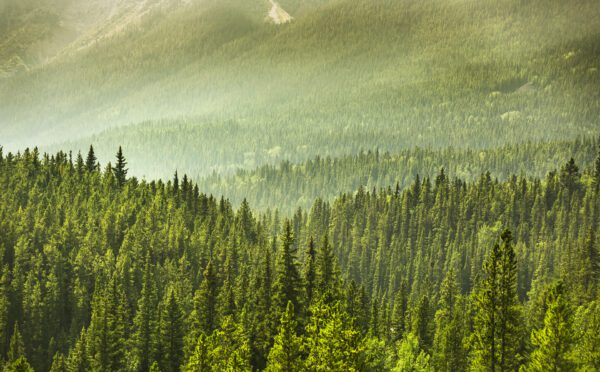 Osler launches Indigenous Law Blog