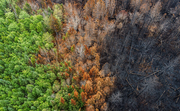 Ralentissement des travaux relatifs à la communication d’information sur le changement climatique et la diversité : les ACVM font le point sur leur approche