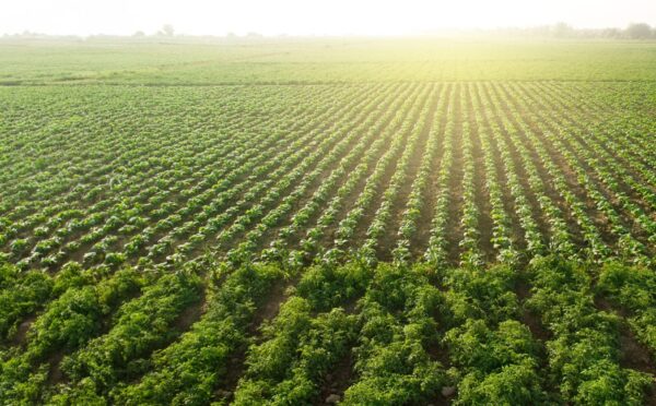 Restructuring the Canadian tobacco industry – a model for the future?