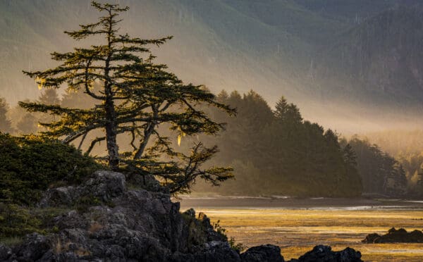 British Columbia Court of Appeal clarifies ‘sufficient occupation’ to establish Aboriginal title in Nuchatlaht